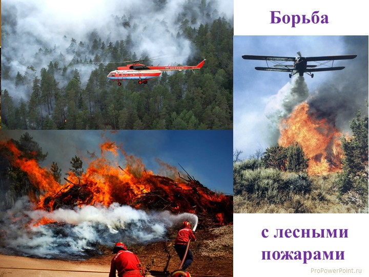 Презентация по образовательной области "Социально - коммуникативное развитие"(безопасность) на тему: "Лес может быть опасным!"