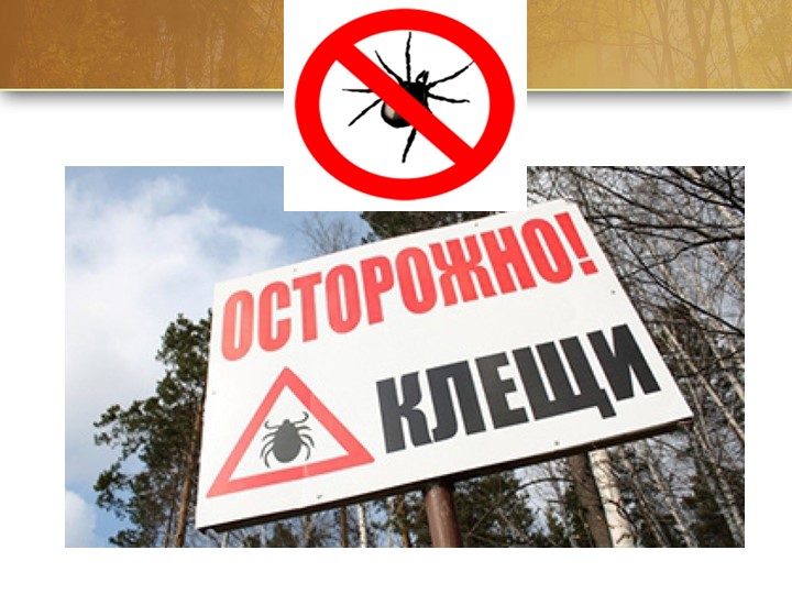 Презентация по образовательной области "Социально - коммуникативное развитие"(безопасность) на тему: "Лес может быть опасным!"
