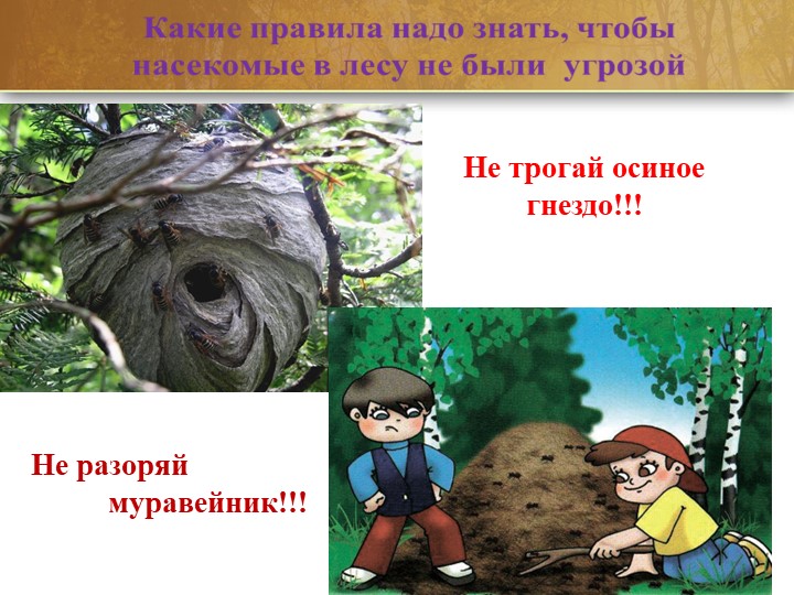 Презентация по образовательной области "Социально - коммуникативное развитие"(безопасность) на тему: "Лес может быть опасным!"