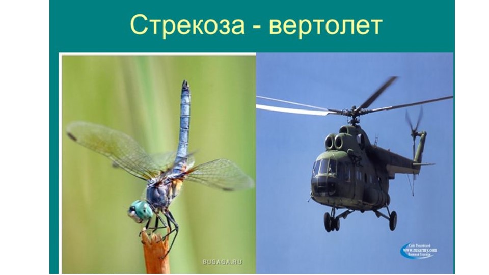 Презентация по ознакомлению с миром природы в старшей группе «Что такое природа»
