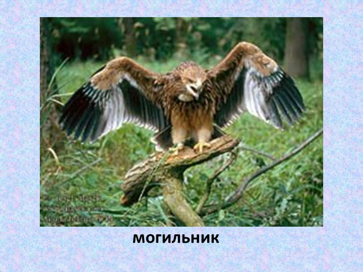 Презентация по познавательному развитию В"Заповеднике"