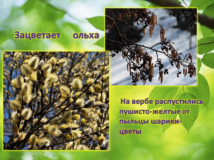 Презентация по окружающему миру "Пробуждение весны"