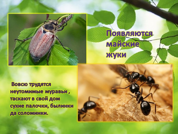 Презентация по окружающему миру "Пробуждение весны"
