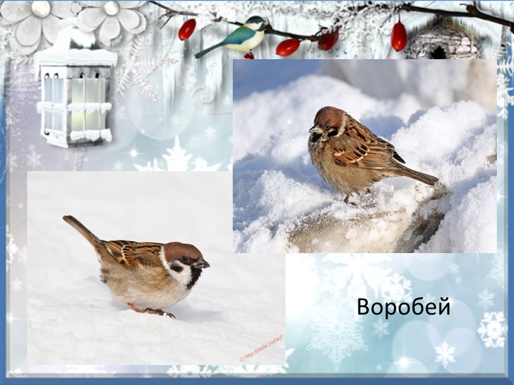 Презентация "Зимующие птицы курского края"