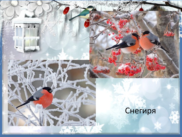 Презентация "Зимующие птицы курского края"