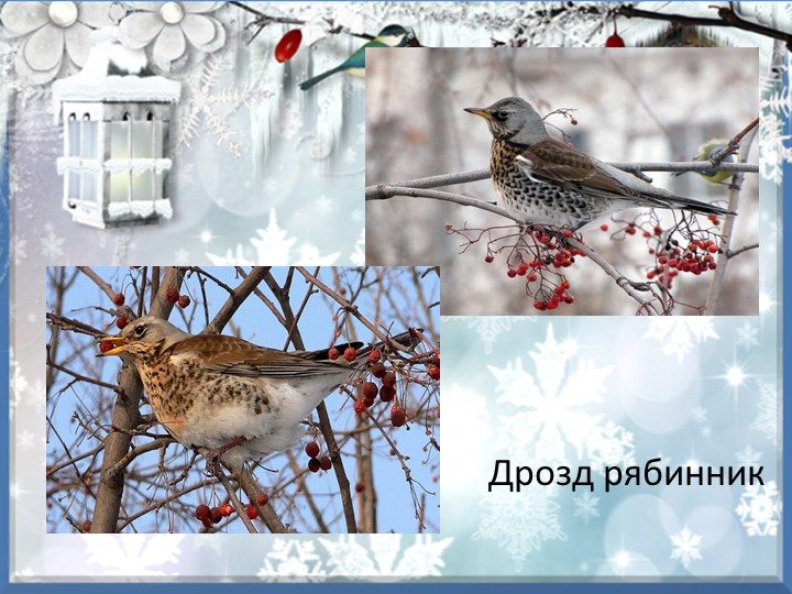 Презентация "Зимующие птицы курского края"