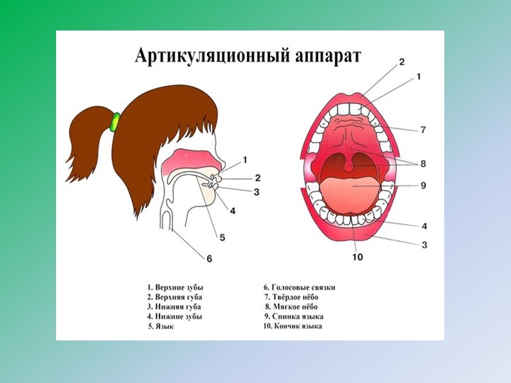 Презентация "Артикуляционная гимнастика – как одна из форм работы с дошкольниками по речевому развитию»