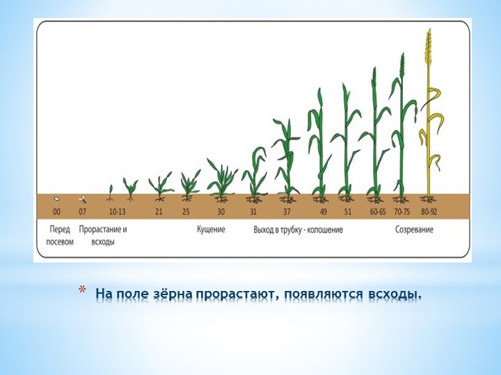 Презентация к ОД "Откуда хлеб пришёл"