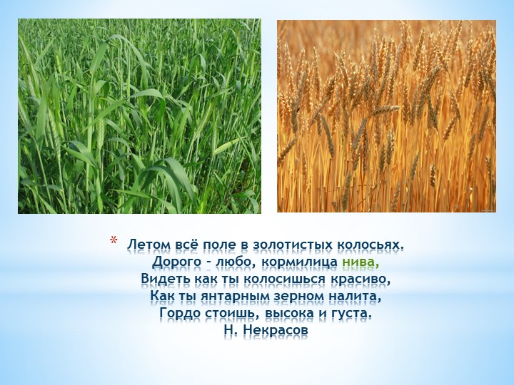Презентация к ОД "Откуда хлеб пришёл"
