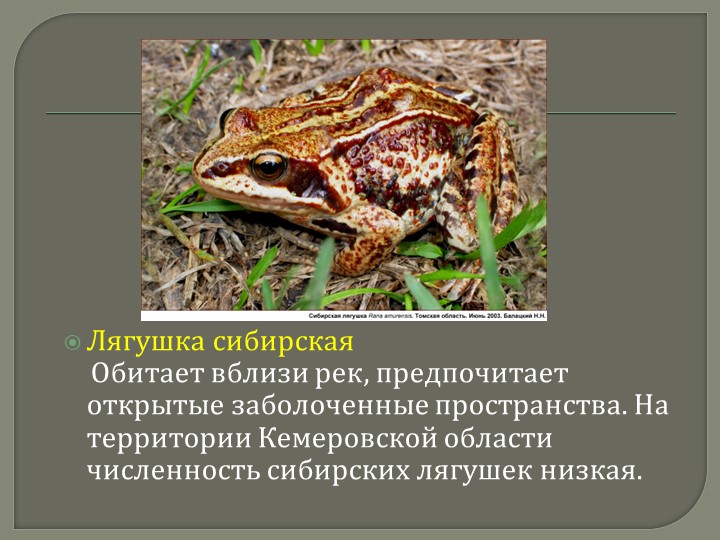 Презентация для дошкольников на тему: "Красная книга Кемеровской области"