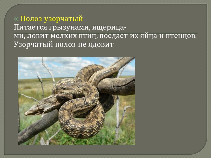 Презентация для дошкольников на тему: "Красная книга Кемеровской области"