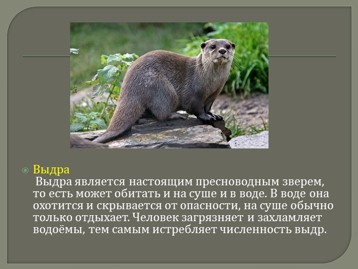 Презентация для дошкольников на тему: "Красная книга Кемеровской области"