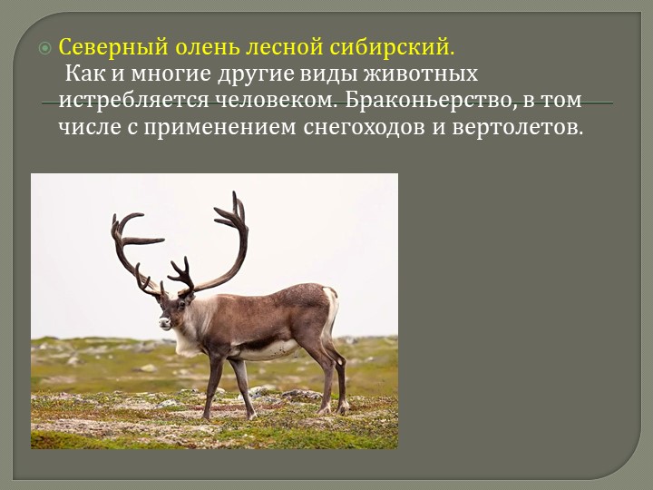 Презентация для дошкольников на тему: "Красная книга Кемеровской области"