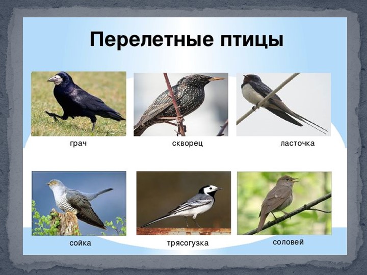 Презентация к занятию в подготовительной группы "Птицы Самарской области"