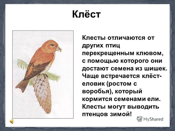 Презентация к занятию в подготовительной группы "Птицы Самарской области"