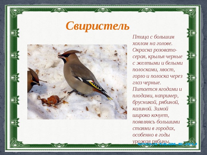 Презентация к занятию в подготовительной группы "Птицы Самарской области"