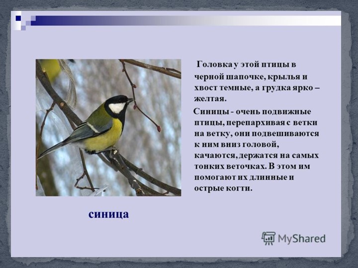 Презентация к занятию в подготовительной группы "Птицы Самарской области"
