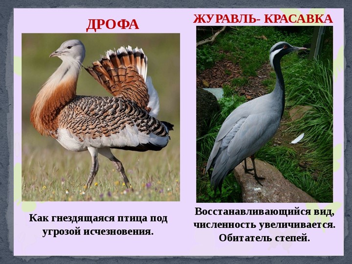 Презентация к занятию в подготовительной группы "Птицы Самарской области"