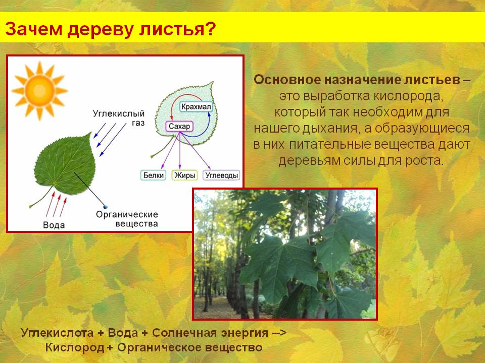 Кто красит листья в зеленый цвет презентация