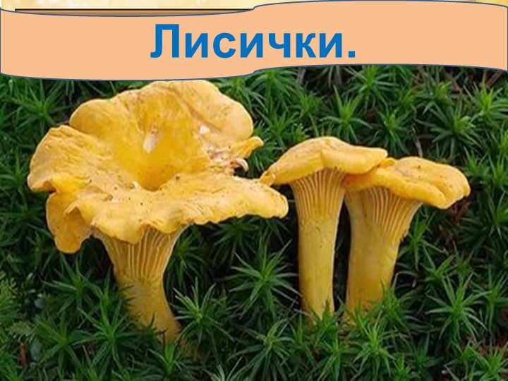 Презентация по окружающему миру на тему: "Грибное лукошко" (подготовительная группа)