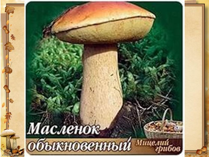 Презентация по окружающему миру на тему: "Грибное лукошко" (подготовительная группа)