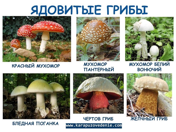 Презентация по окружающему миру на тему: "Грибное лукошко" (подготовительная группа)