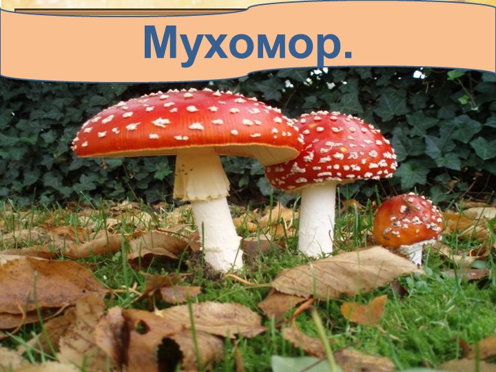 Презентация по окружающему миру на тему: "Грибное лукошко" (подготовительная группа)
