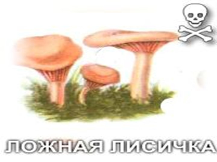 Презентация по окружающему миру на тему: "Грибное лукошко" (подготовительная группа)