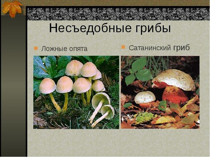 Презентация по окружающему миру на тему: "Грибное лукошко" (подготовительная группа)