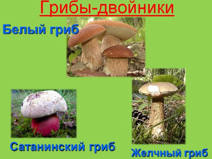 Презентация по окружающему миру на тему: "Грибное лукошко" (подготовительная группа)