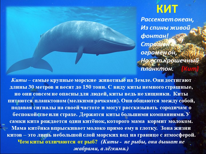 Презентация "Путешествие на марское дно"