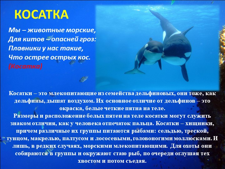 Презентация "Путешествие на марское дно"