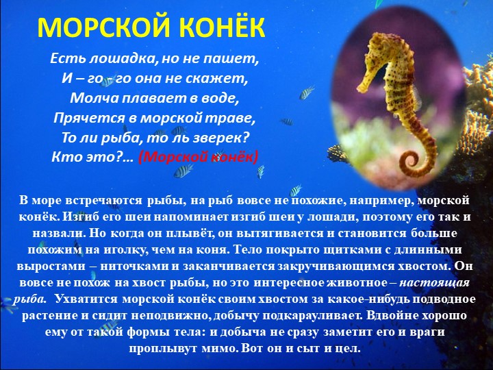 Презентация "Путешествие на марское дно"