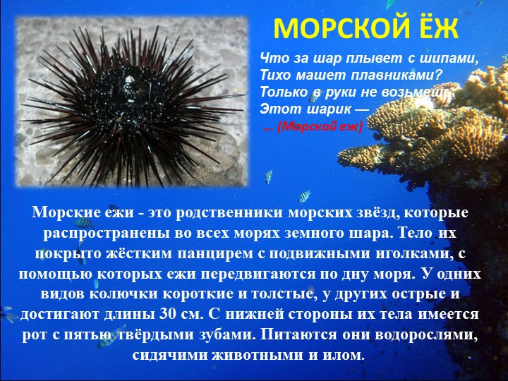 Презентация "Путешествие на марское дно"