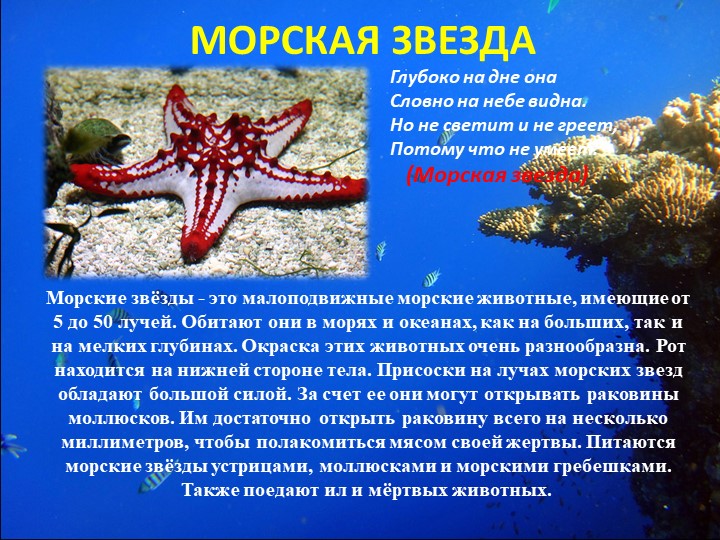 Презентация "Путешествие на марское дно"