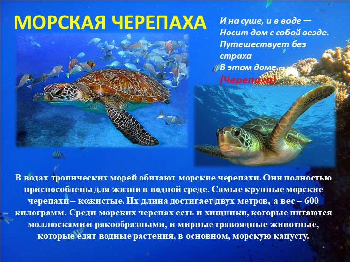 Презентация "Путешествие на марское дно"