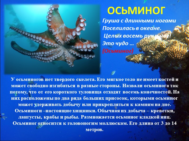 Презентация "Путешествие на марское дно"