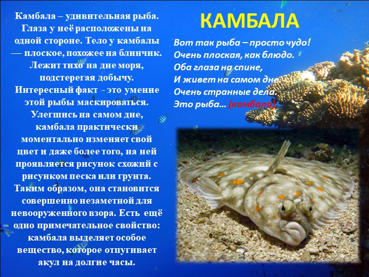 Презентация "Путешествие на марское дно"