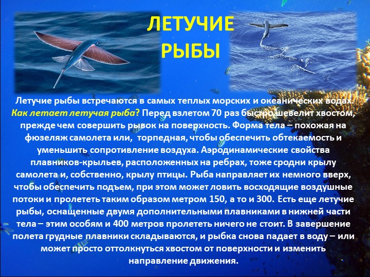 Презентация "Путешествие на марское дно"