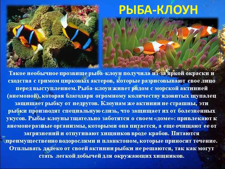 Презентация "Путешествие на марское дно"