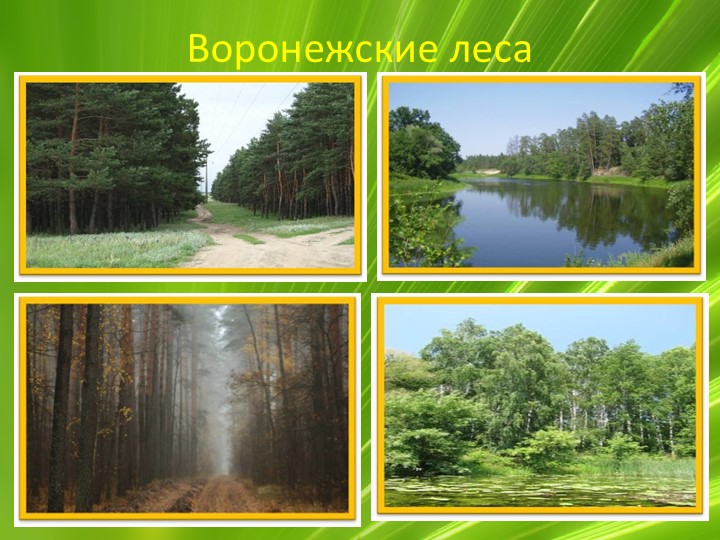 Презентация по ознакомлению с миром природы "Животные Воронежской области"