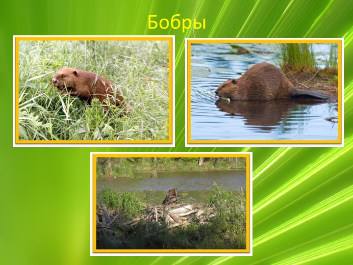Презентация по ознакомлению с миром природы "Животные Воронежской области"