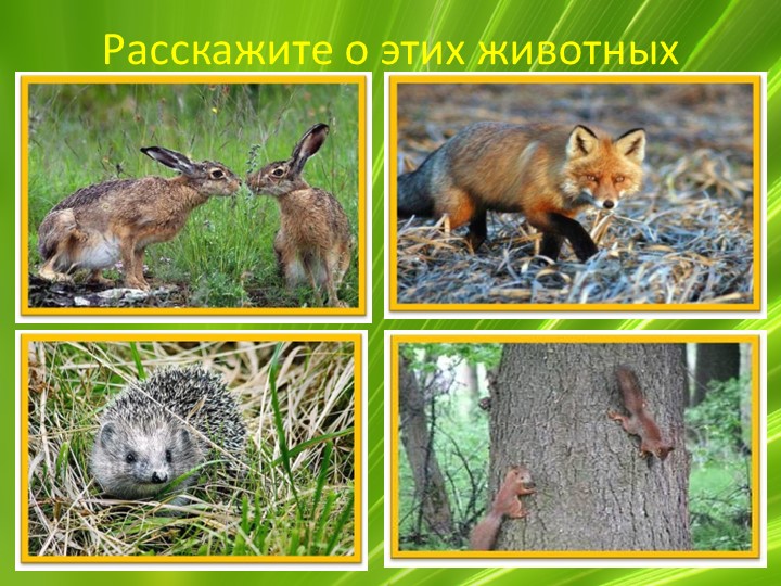 Презентация по ознакомлению с миром природы "Животные Воронежской области"