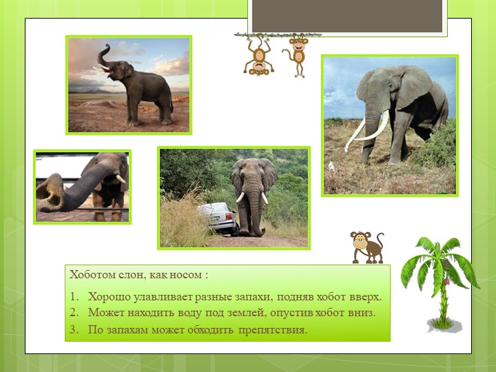 Возникновение хобота у слона можно объяснить. Хобот слона. Функции хобота у слона. Зачем слону хобот. Зачем слону длинный хобот.
