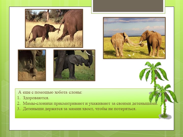 Презентация к проекту "Зачем слону такой длинный хобот ?"