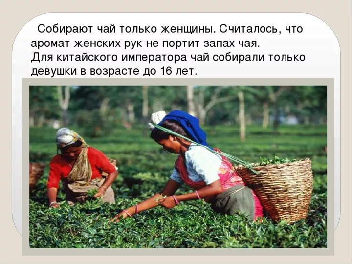 Презентация по ознвакомлению с окружающим в подготовительной группе "История чая"