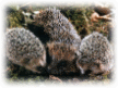 Picture 46