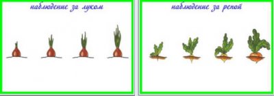 Рост лука в картинках для детского сада