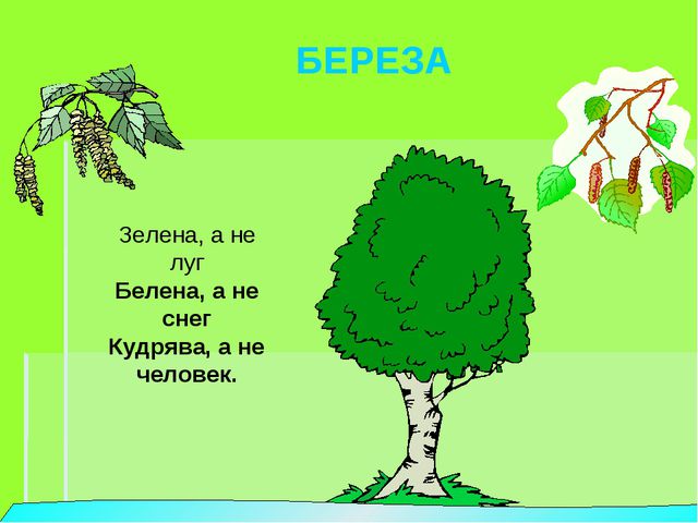 Деревья весной. Презентация для детей