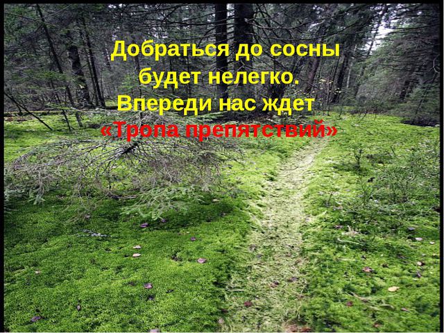 Деревья весной. Презентация для детей